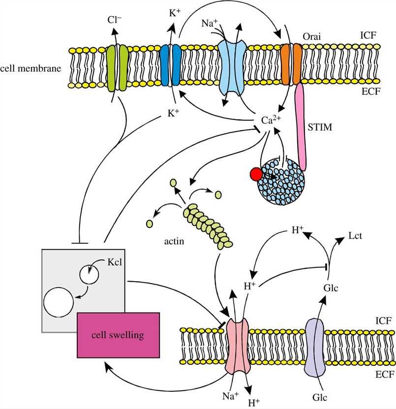 STIMATE Membrane Protein Introduction