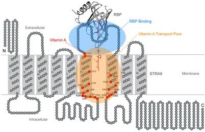 STRA6 Membrane Protein Introduction