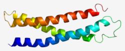 Structure of the STX1A protein.