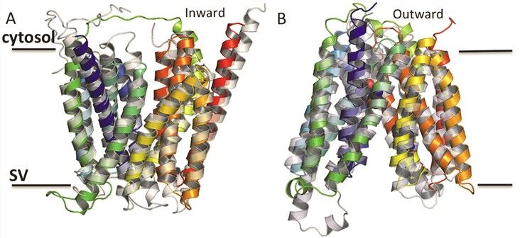 (A) Models of the Inward and (B) Outward SV2A protein