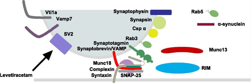Presynaptic vesicle fusion machinery.