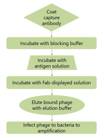 Outline of the panning procedure for enrichment of Ag-speciﬁc phage Ab by Ab-guided selection using a capture sandwich ELISA (Kunihiko Itoh et al. 2002).