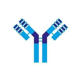 Recombinant Antibody Products