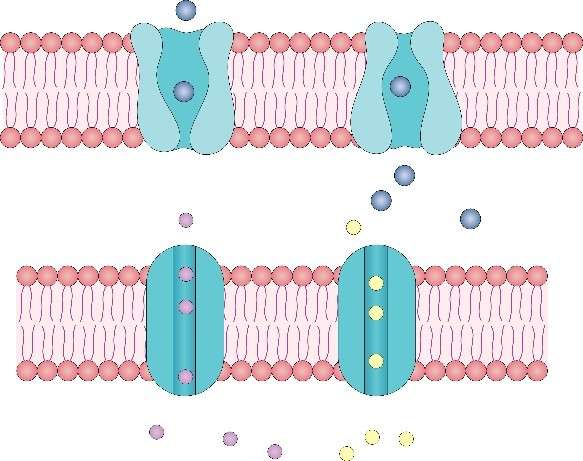 Membrane Protein Products