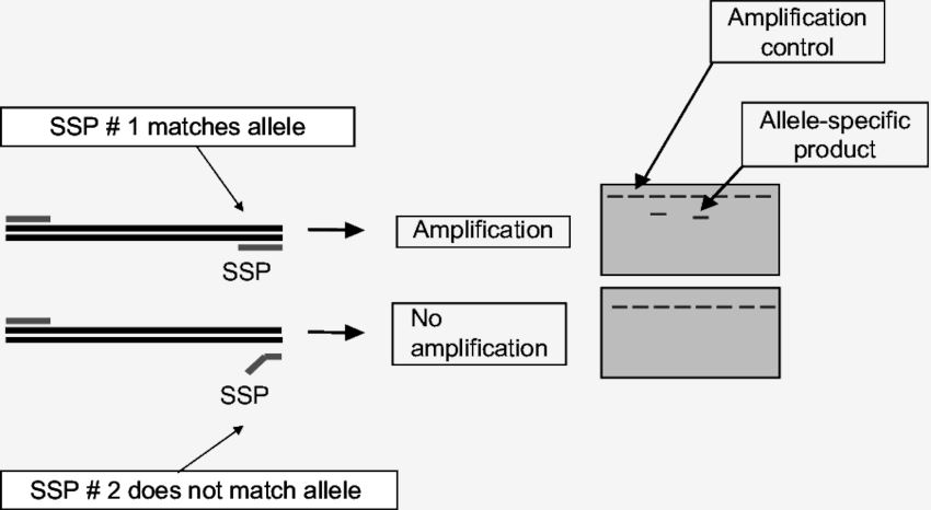 Principle of PCR-SSP.