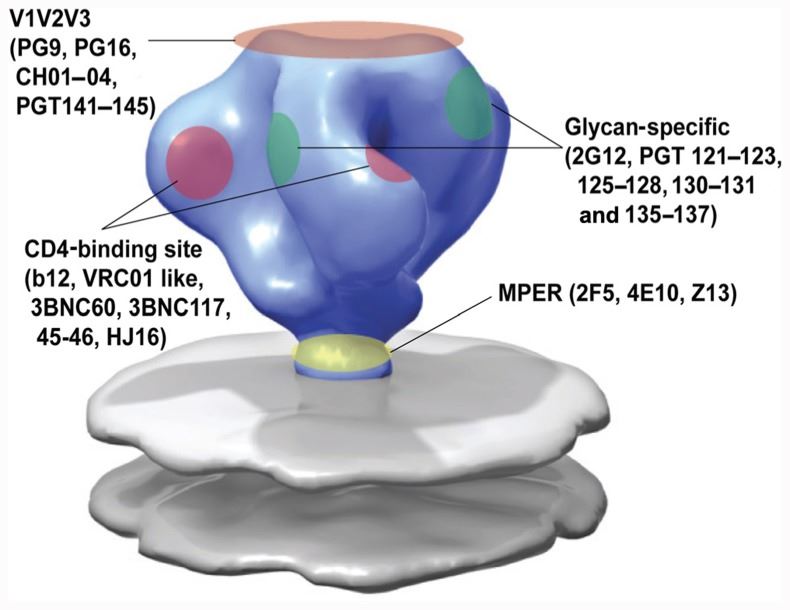 Epitope specificity of known broadly neutralizing antibodies to HIV-1 envelope