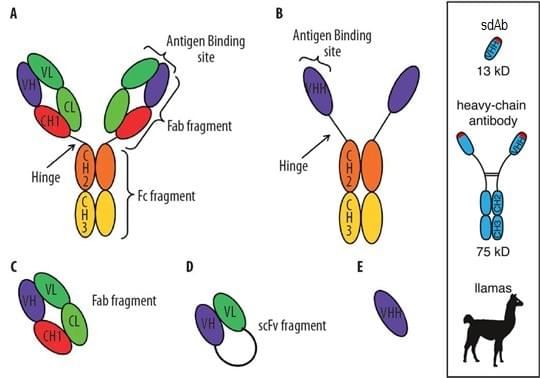 The comparison among single domain antibody and other types of antibody.