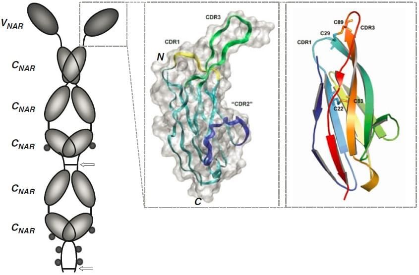 The structure of IgNAR and VNAR. (Nuttall 2012)