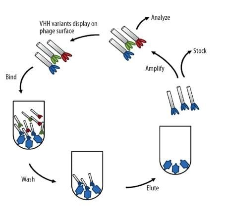 Single Domain Antibody Production