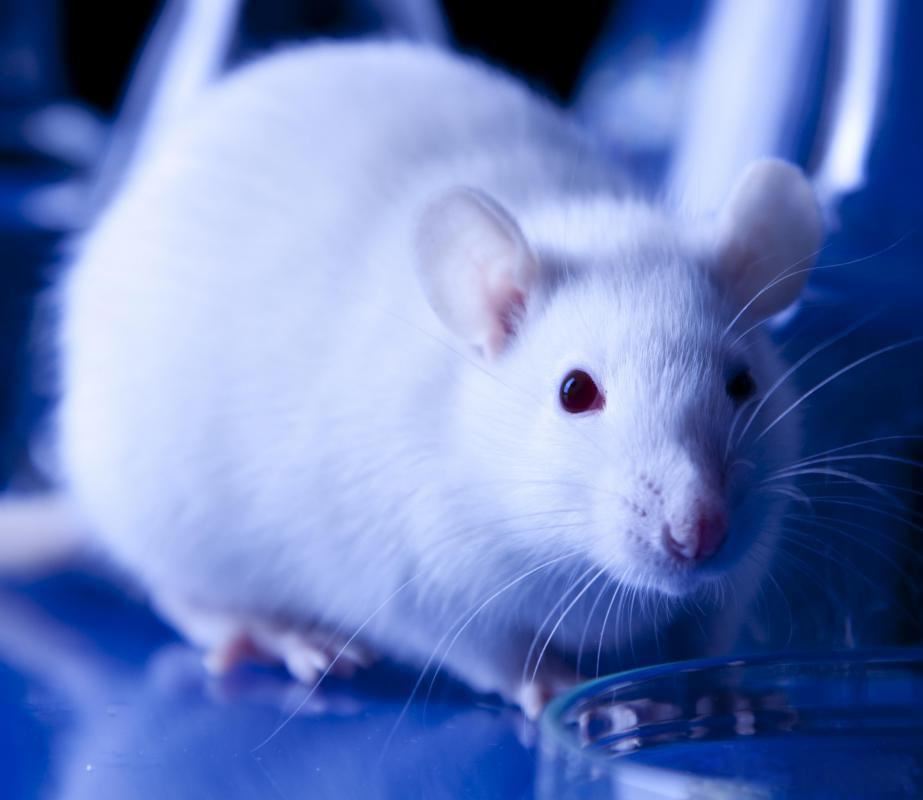 Transgenic mice based MemDX™ human single domain antibody discovery service at Creative Biolabs. (Creative Biolabs Authorized)