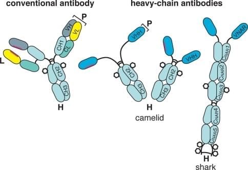 What is Single Domain Antibody