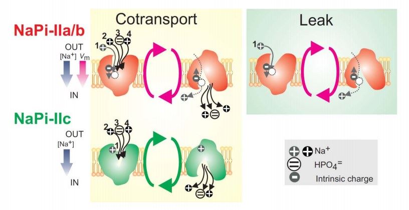 Transport mechanism of SLC34 proteins.