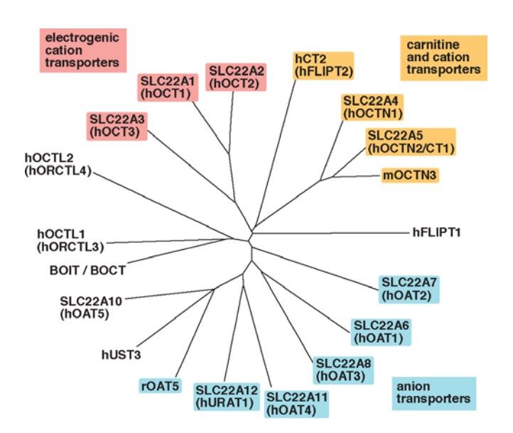 Phylogenetic tree of the human transporters of the SLC22 family, including two transporters from rodents that have not been detected in human.