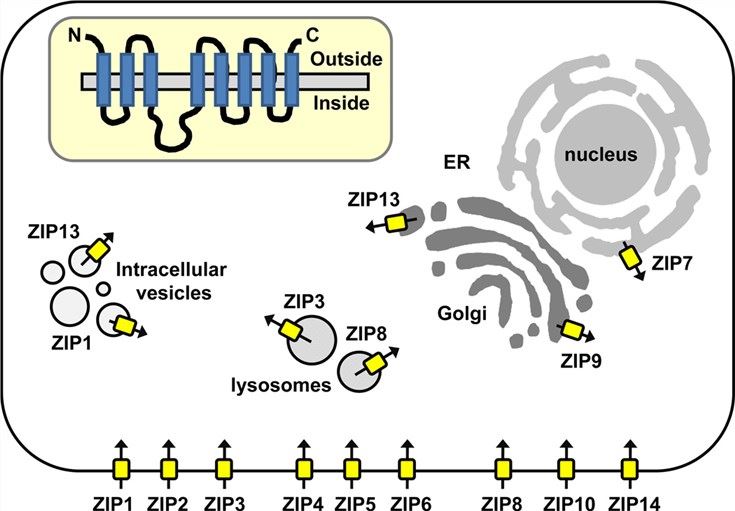 Subcellular localization of human ZIP transporters.