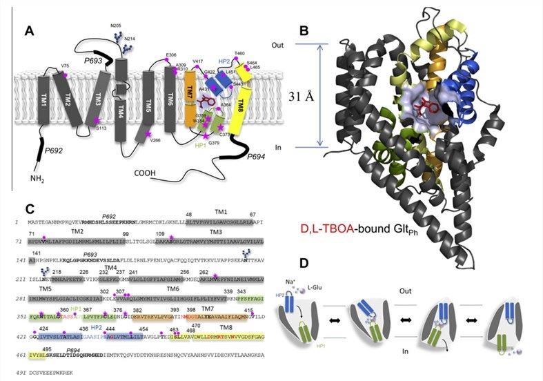 Membrane topology and transport mechanism model of mammalian glutamate transporters. 