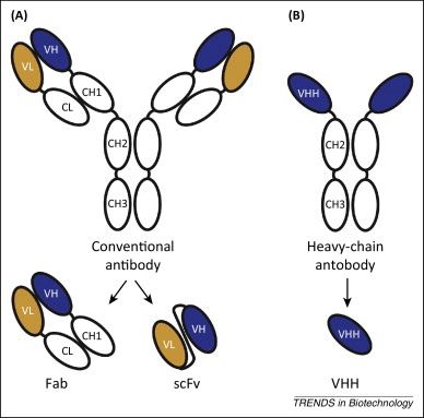 Figure 1. Structures of conventional antibodies and V<sub>H</sub>H.