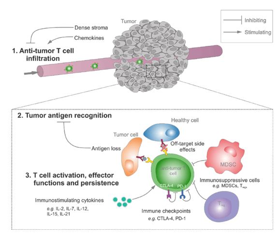 Infiltration of anti-tumor T cells is required for a successful tumor therapy. (Wayteck, et al. 2014).