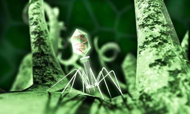 T4 Phage Display Library Construction on Highly Immunogenic Outer Capsid (HOC)