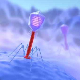 Schematic diagram of bacteriophage infection. (Creative Biolabs Original) (http://47.109.42.40:8006/images/20180710045315_1813.jpg)
