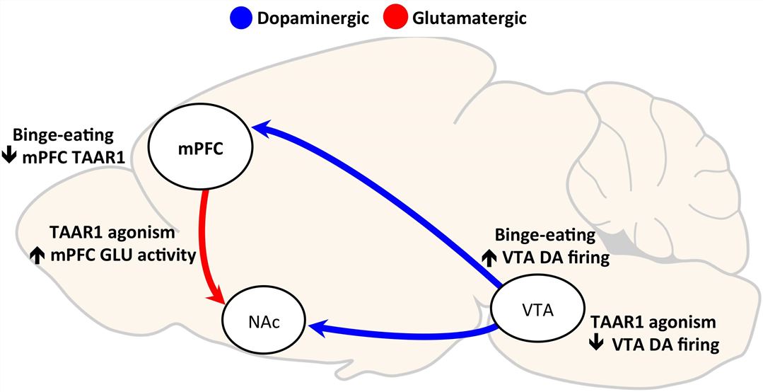 Structure of TAAR1 membrane protein.