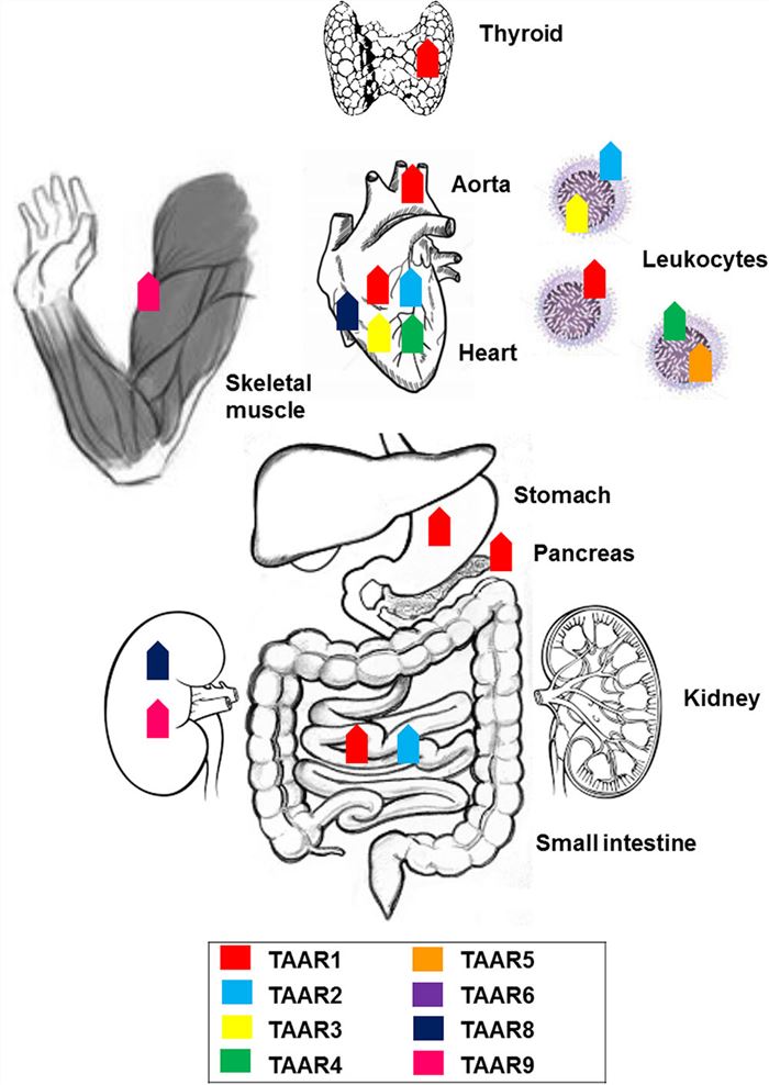 Anatomical distribution of trace amine-associated receptors (TAARs): expression of members of the TAAR family across the body.