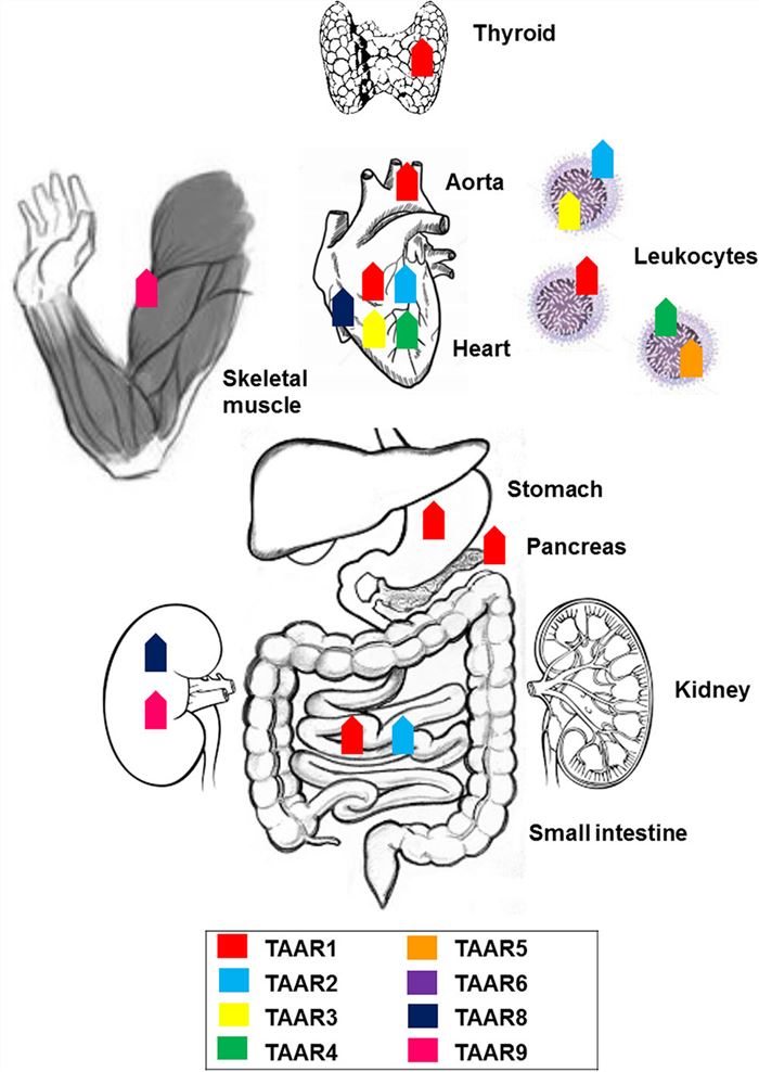 Anatomical distribution of trace amine-associated receptors (TAARs): expression of members of the TAAR family across the body.