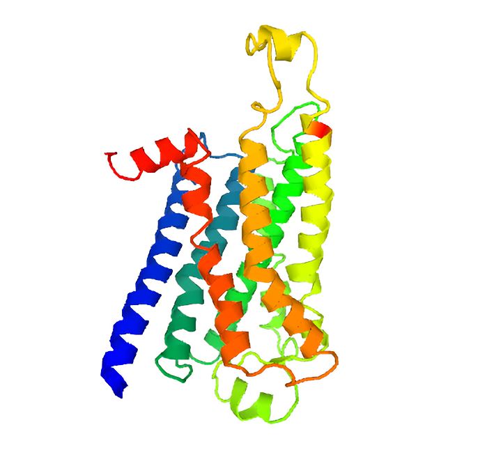 Structure of TAAR5 membrane protein.
