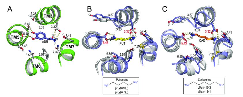 Molecular interactions of PUT and CAD with human TAAR6 and TAAR8.