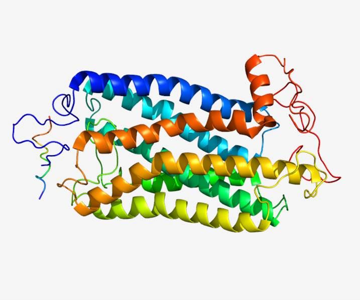 Structure of TACR1 membrane protein.