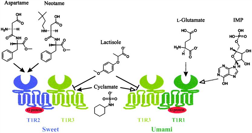 A working model for the sweet and umami taste receptor structure-function relationships.