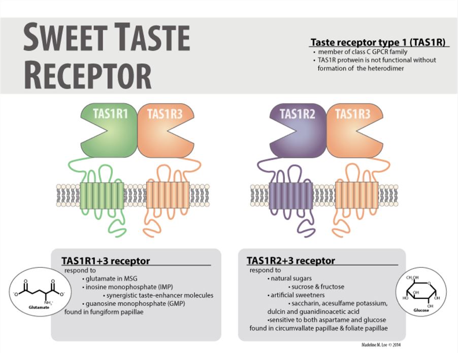 Sweet taste receptor.