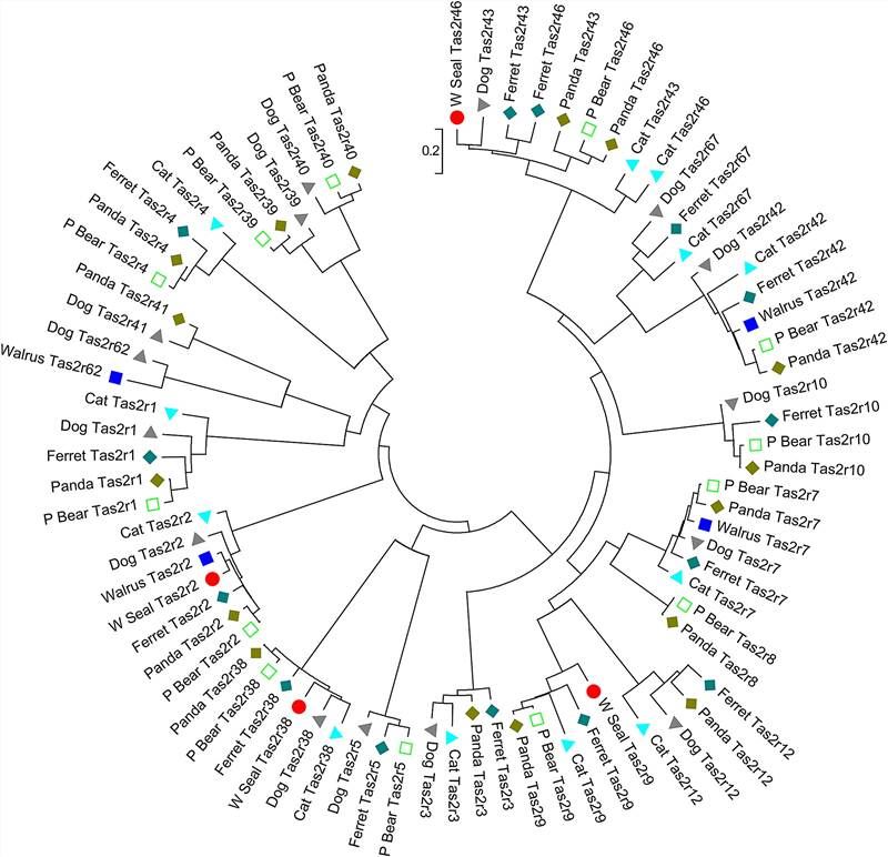 Phylogenetic tree of Tas2r repertoires of seven species in the order Carnivora.