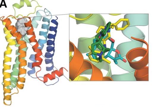 Homology model of TAS2R10 viewed perpendicular to the plasma membrane.