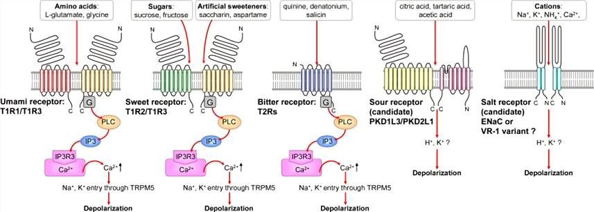 Taste receptors for five basic taste qualities and signal transduction pathways.