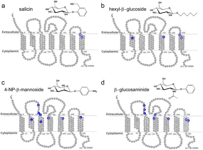 TAS2R16 residues that define ligand specificity.