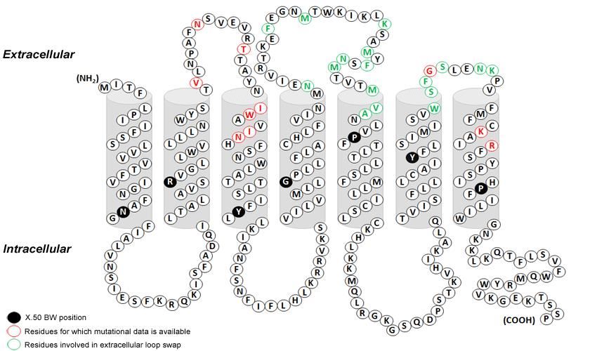 Secondary Structure Prediction of TAS2R43 with the Position of the Transmembrane Region Performed using TOPCONS.