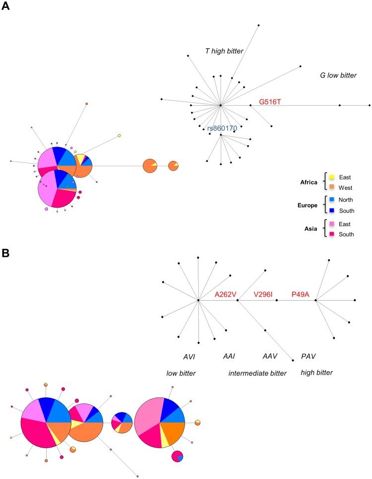 Networks from TAS2R genes.