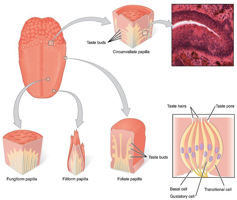 Taste receptors of the tongue are present in the taste buds of papillae.