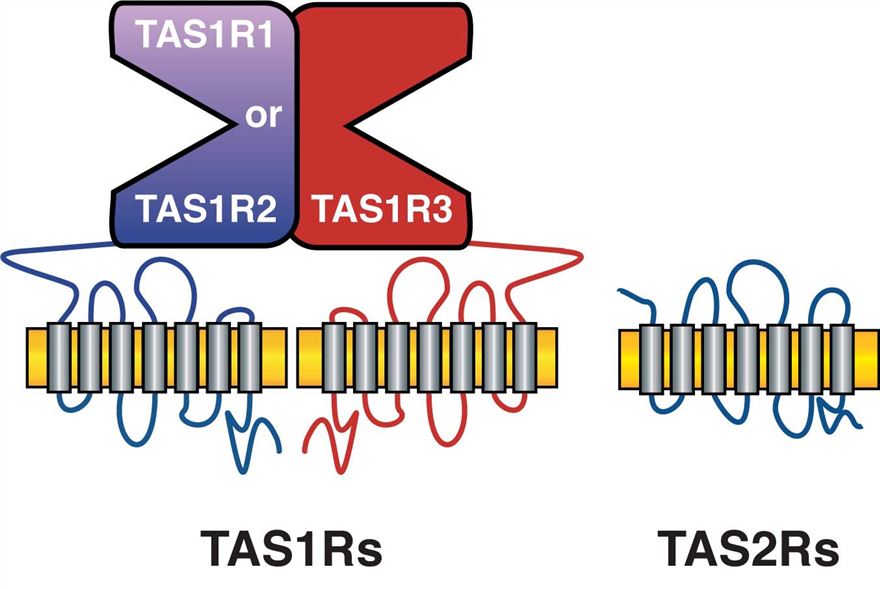 Schematics of TAS1R (sweet and umami) and TAS2R (bitter) Taste Receptors.