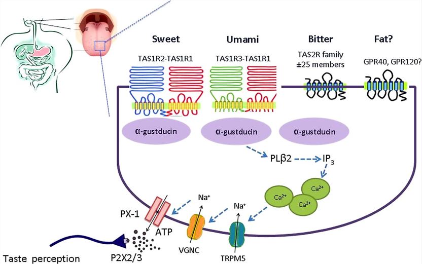 Taste perception by various taste receptors.