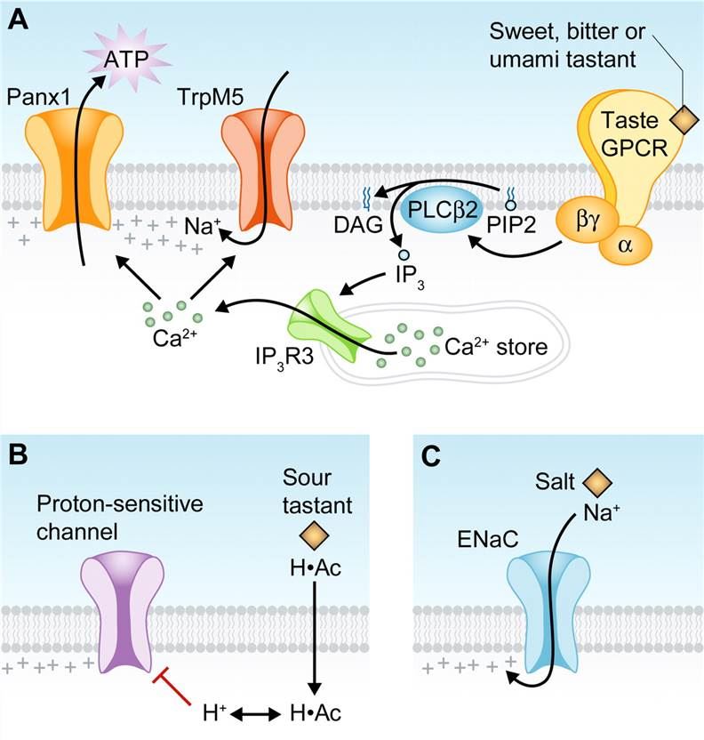 Mechanisms by which five taste qualities are transduced in taste cells.