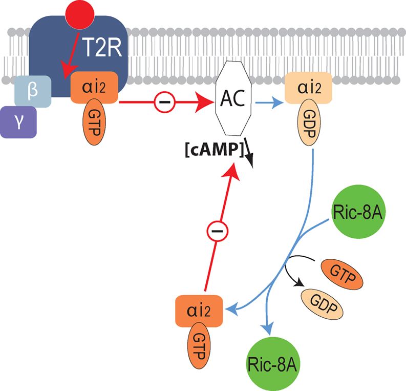 Molecular mechanisms underlying the modulation of bitter receptor signaling by Ric-8A.