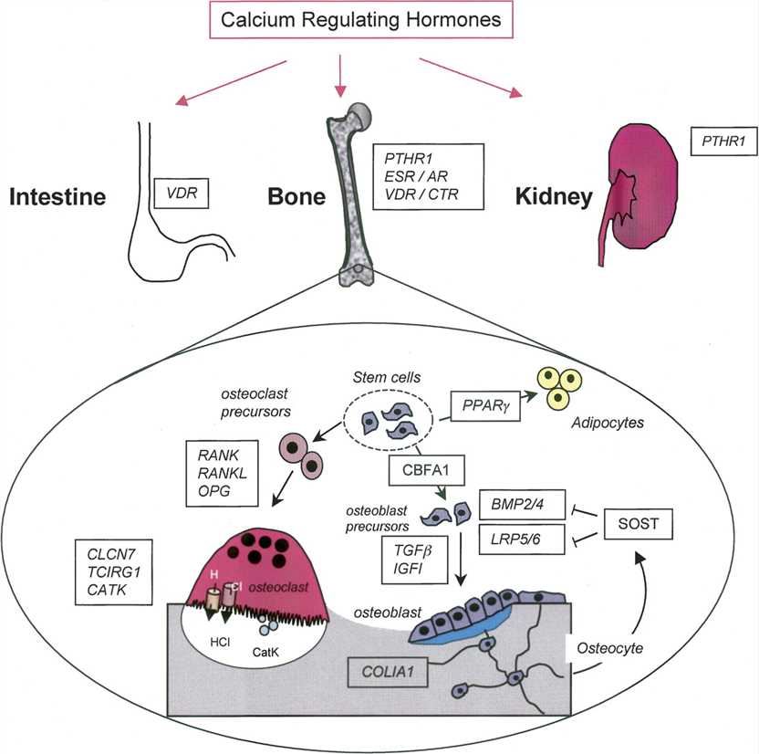 TCIRG1 Membrane Protein Introduction
