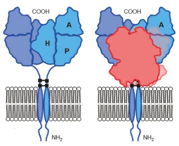 The cartoon on the left human represents TFR dimers (blue and purple monomers) with apical, helix and protease-like domains labeled A, H and P, respectively. The cartoon on the right depicts the proportion of the receptor surface region occupied by two TF molecules (red and faint red).