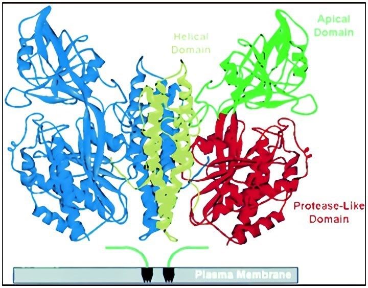 X-ray crystal structure of the extracellular domain of TfR1. The ribbon diagram of the dimeric TfR1 has a butterfly-like shape. The TfR1 monomer contains three distinct domains. In one of the monomers, the protease-like, apical and helical domains are represented by red, green and yellow, respectively, while the other monomer is blue. Stem area is shown in gray and attached to the transmembrane helix.