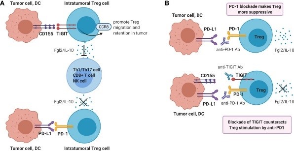 Fig.1 TIGIT ligation on Tregs helps to suppress antitumor immunity. (Ge, et al., 2021)