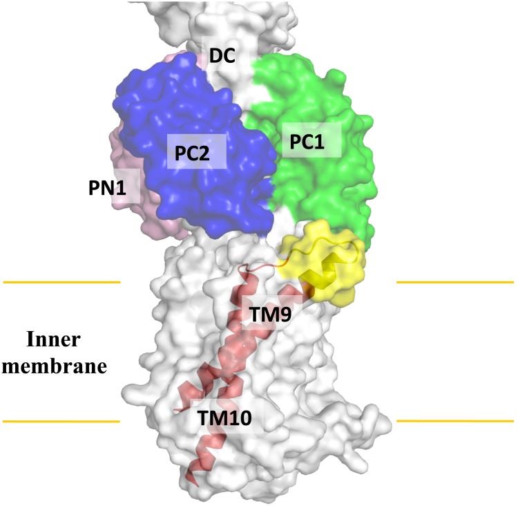 TM9SF2 Membrane Protein Introduction