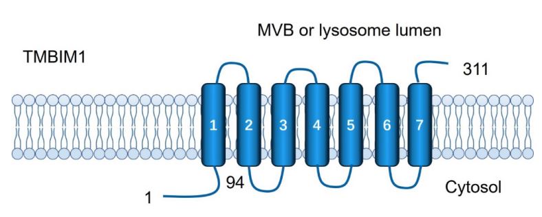 TMBIM1 Membrane Protein Introduction