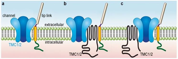Schematic model of TMC1 and TMC2 functions. (a) TMC1 and TMC2 can serve as pore-forming subunits of mechanical transduction channels. (b) TMCI and TMC2 act as essential linker proteins that convey tension from the tip link to the transduction channel. (c) TMC1 and TMC2 can be used to anchor the transduction channel to the cytoskeleton.