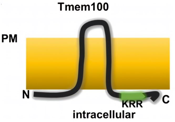 The structure of the TEME100. TEME100 is a two-transmembrane protein with a TRPA1 binding site (KRR) at its C terminus. Both the N and C termini are intracellular, while the loop region is extracellular. PM, plasma membrane.